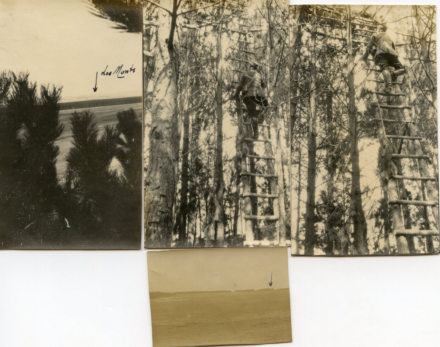 4 photos observatoire d'artillerie dans les arbres Moronvilliers Champagne 1915, 44°RAC 1915