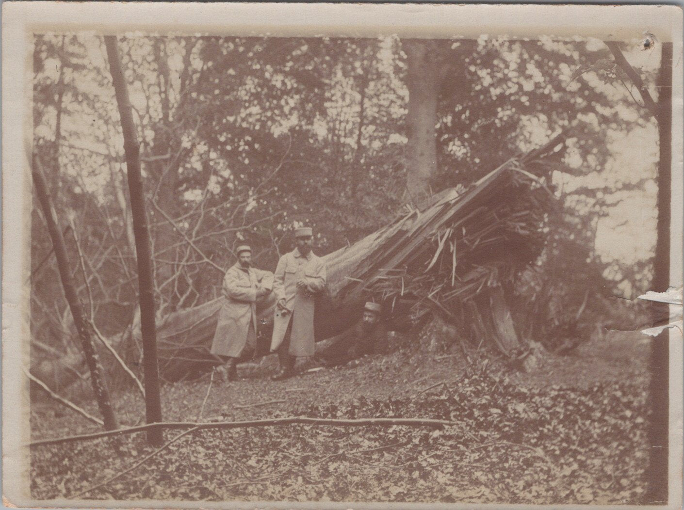 photo arbre abattu par obus allemand 3KM de Soissons 1915 12x9 cm