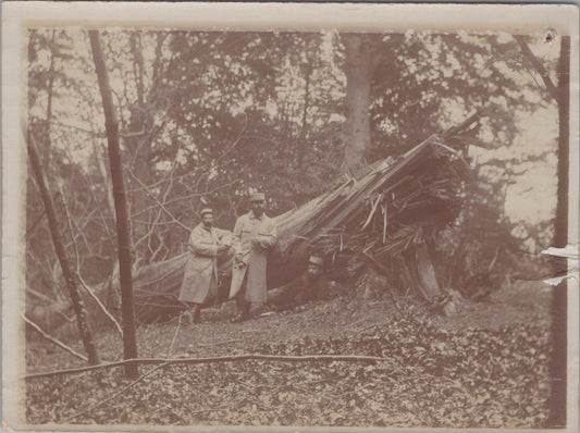 photo arbre abattu par obus allemand 3KM de Soissons 1915 12x9 cm