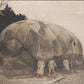 2 grandes photos ballon saucisse et photo du bureau des ballons 17x12 cm