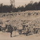 grande photo prisonniers Boches au travail Bois de la Ville Verdun 1914-18 17x12 cm