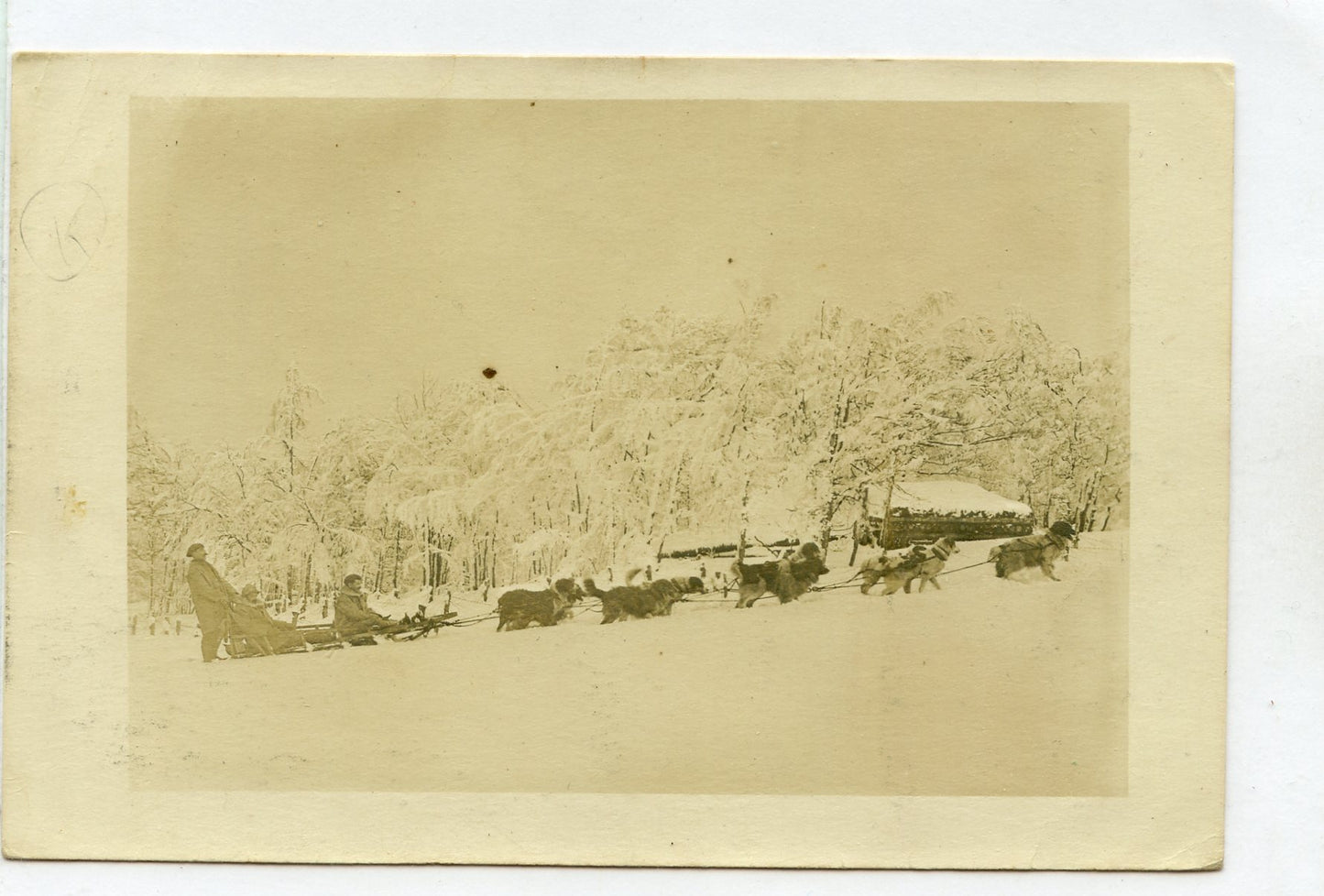 carte photo des traineaux de chiens d'Alaska Vosges chasseurs 1914-1918 2