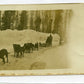 carte photo des traineaux de chiens d'Alaska Vosges chasseurs 1914-1918 4