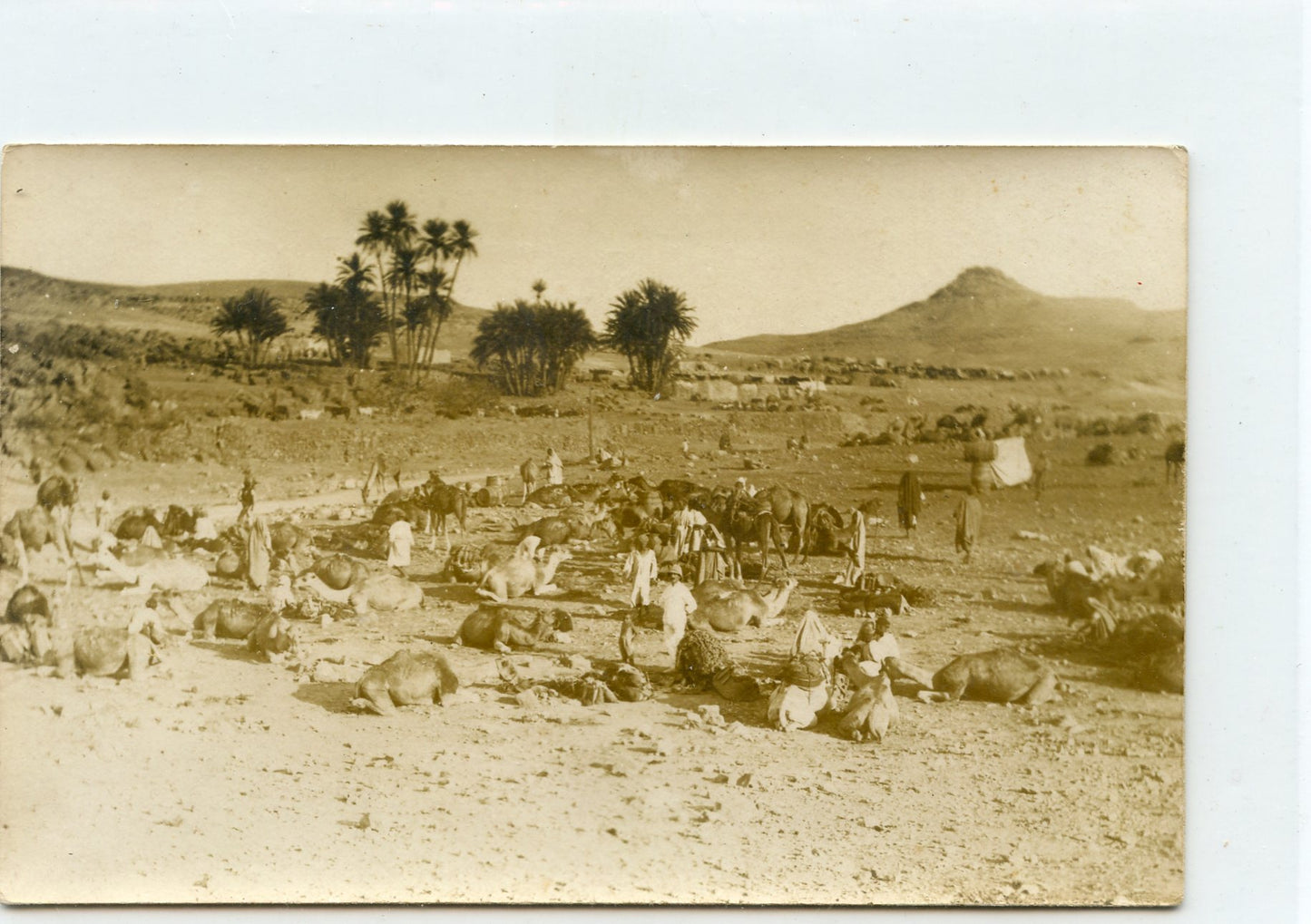 carte photo d'un campement de l'armée d'Afrique avant 1914, chameaux